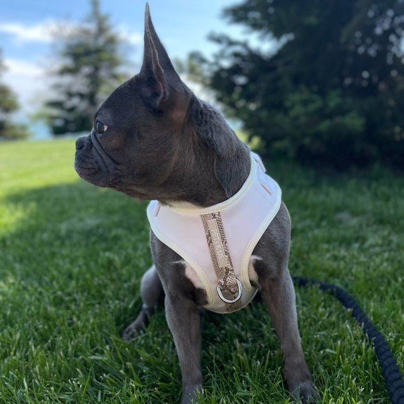 PETsRUS Premium No Pull Dog Harness 2 Leash Clips Ivory Snake Leather Neoprene - Picture 9 of 10